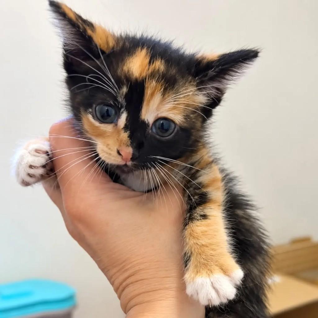 Matilda, gato de porte pequeno para adoção em Niterói - RJ — foto 4 de 5