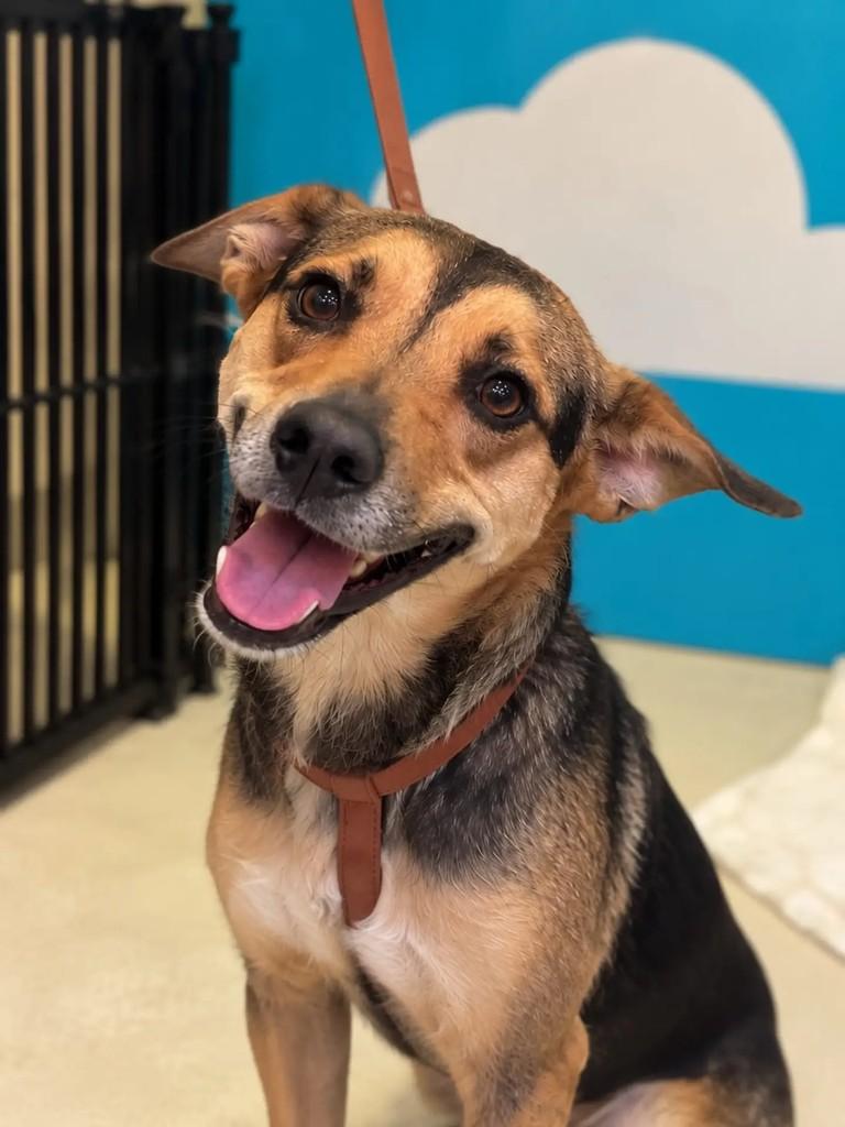 Balto, cachorro de porte médio para adoção em Niterói - RJ