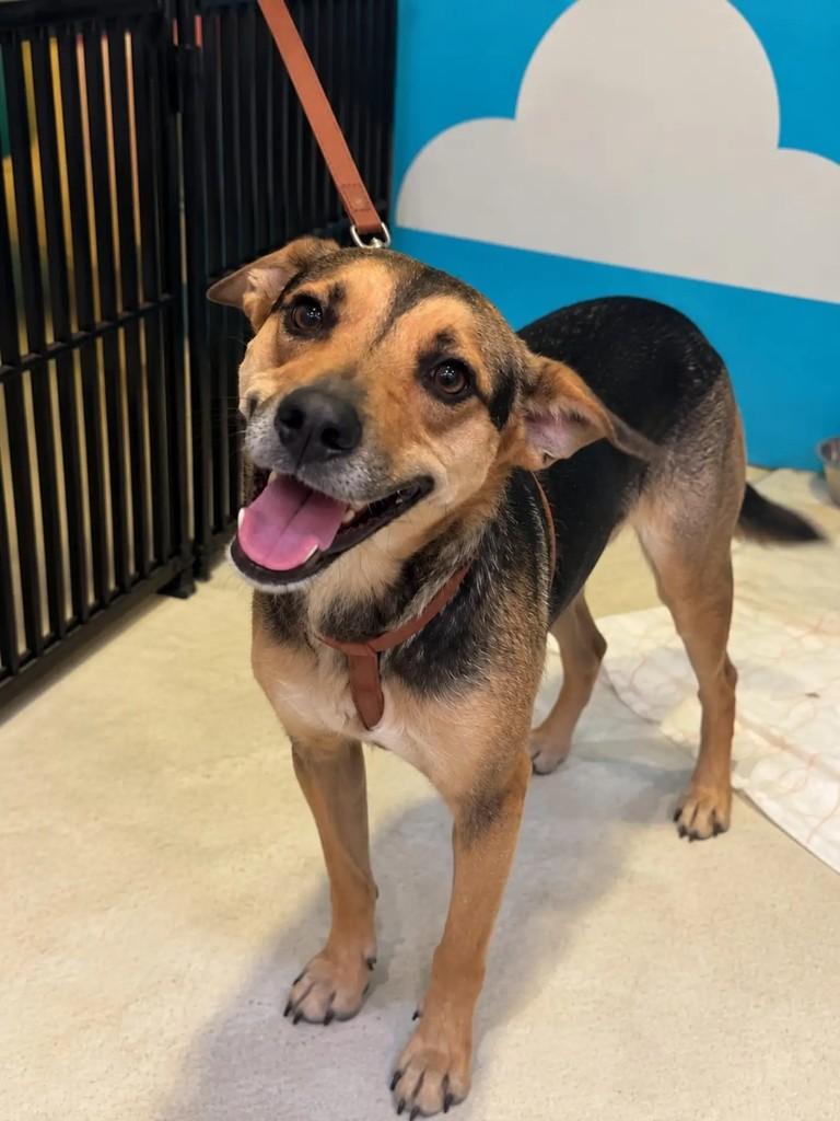 Balto, cachorro de porte médio para adoção em Niterói - RJ — foto 2 de 4