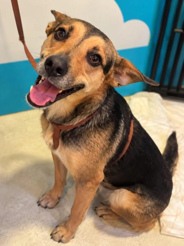 Balto, cachorro de porte médio para adoção em Niterói - RJ — foto 3 de 4