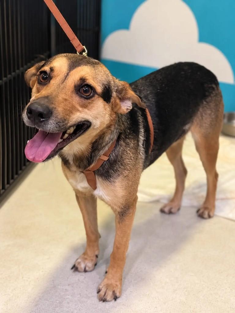 Balto, cachorro de porte médio para adoção em Niterói - RJ — foto 4 de 4
