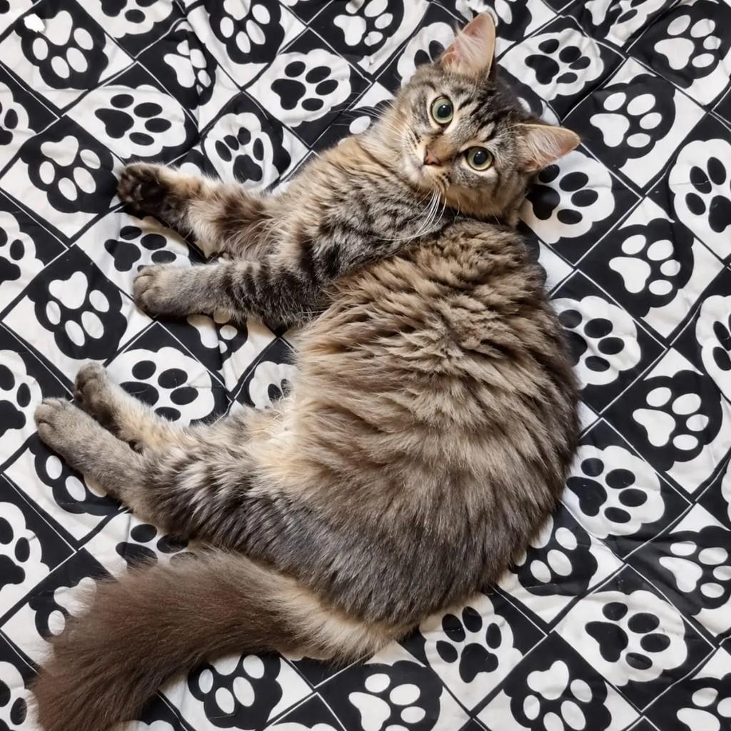 Juca, gato de porte médio para adoção em Niterói - RJ