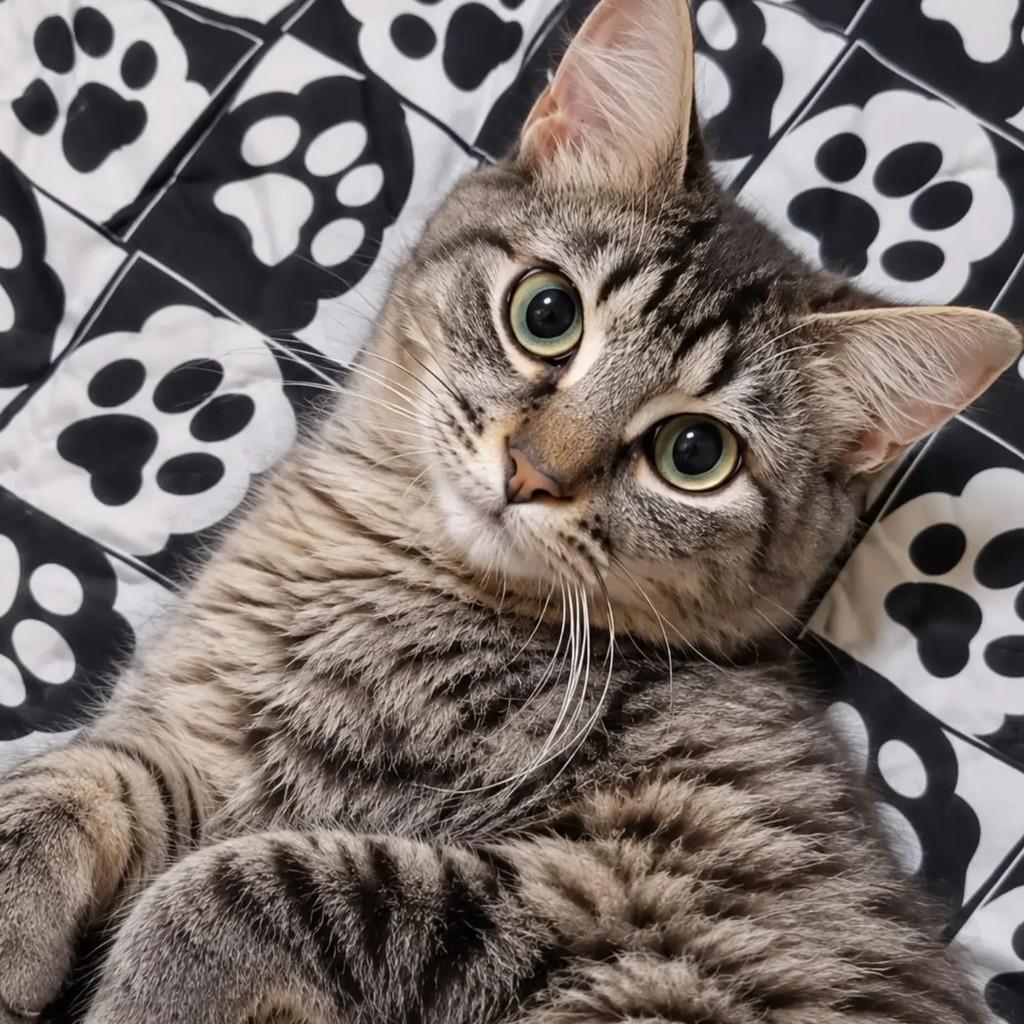 Juca, gato de porte médio para adoção em Niterói - RJ — foto 3 de 3