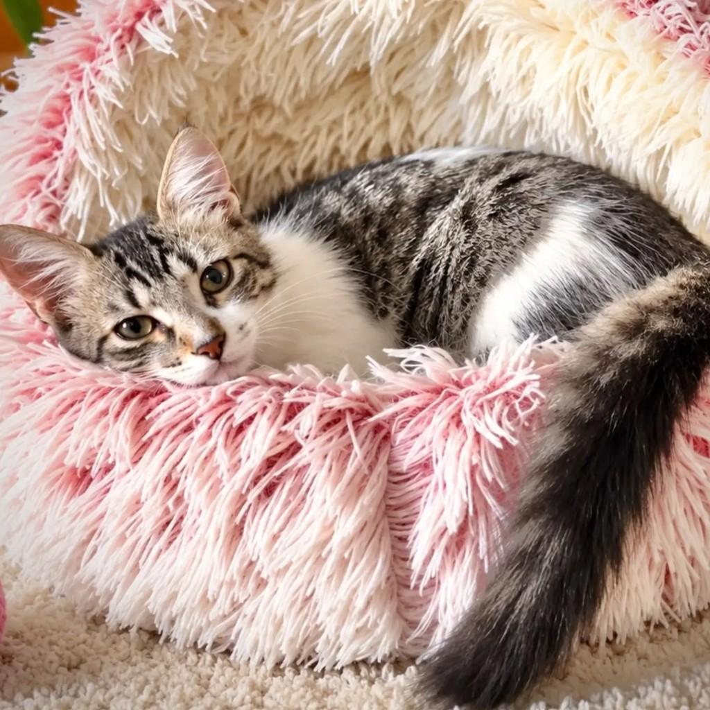 Frederica, gata de porte pequeno para adoção em Niterói - RJ