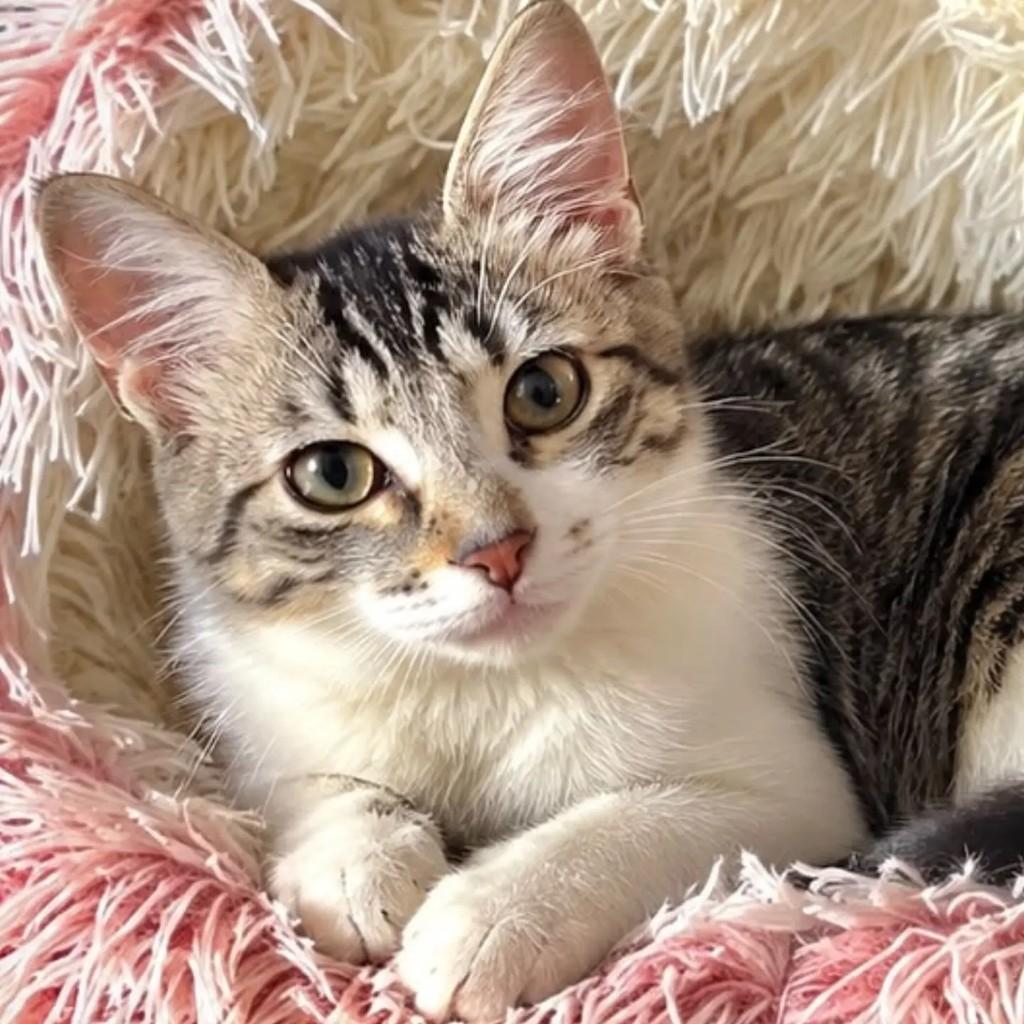 Frederica, gata de porte pequeno para adoção em Niterói - RJ — foto 5 de 5
