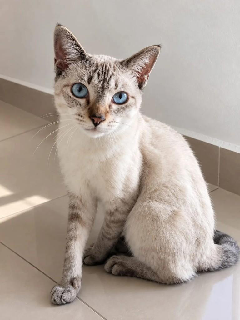 Shelby, gato de porte médio para adoção em Niterói - RJ