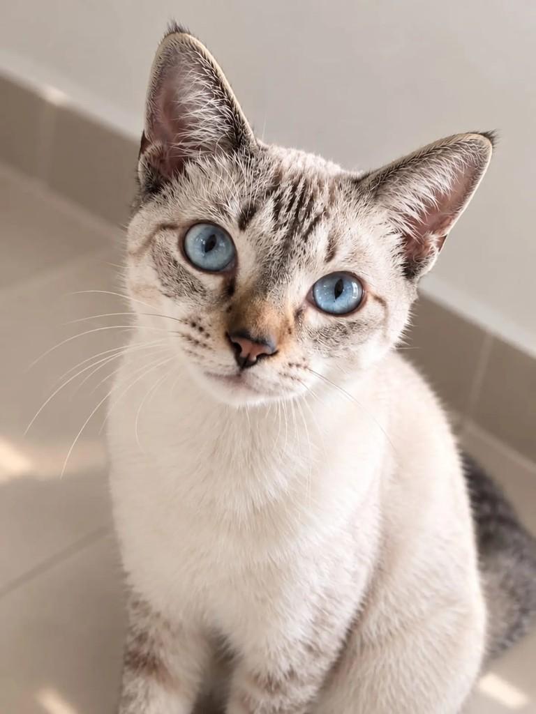 Shelby, gato de porte médio para adoção em Niterói - RJ — foto 2 de 4