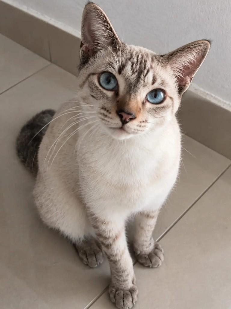 Shelby, gato de porte médio para adoção em Niterói - RJ — foto 4 de 4