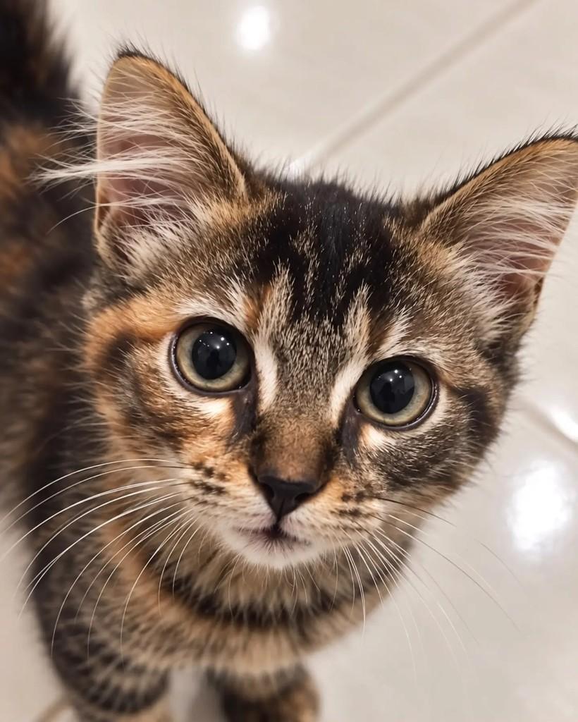Amêndoa, gato de porte pequeno para adoção em Niterói - RJ