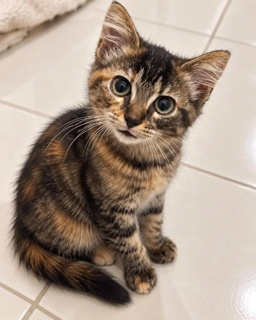 Amêndoa, gato de porte pequeno para adoção em Niterói - RJ — foto 2 de 4