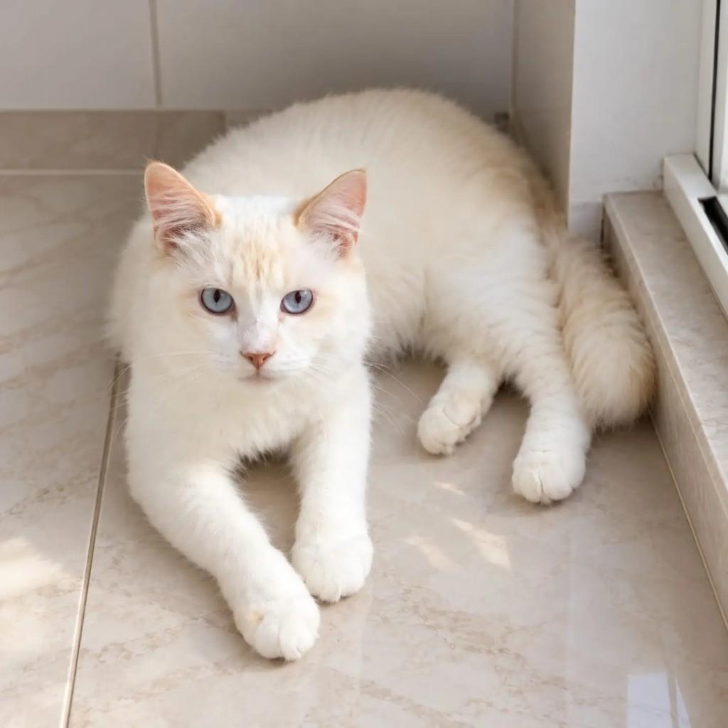 Neve, gata de porte pequeno para adoção em Niterói - RJ — foto 2 de 3