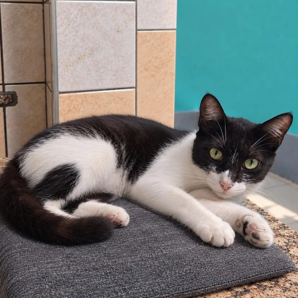 Davi, gato de porte pequeno para adoção em Niterói - RJ