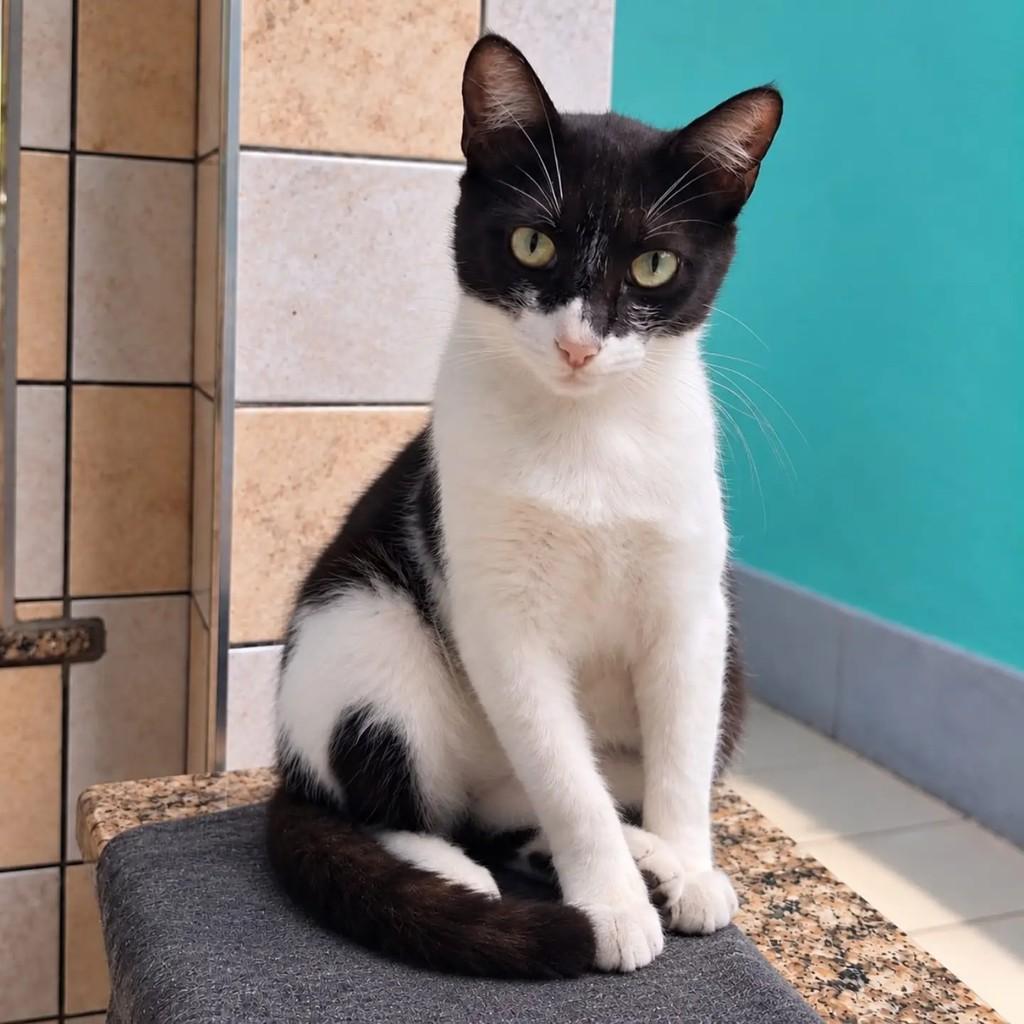 Davi, gato de porte pequeno para adoção em Niterói - RJ — foto 2 de 5