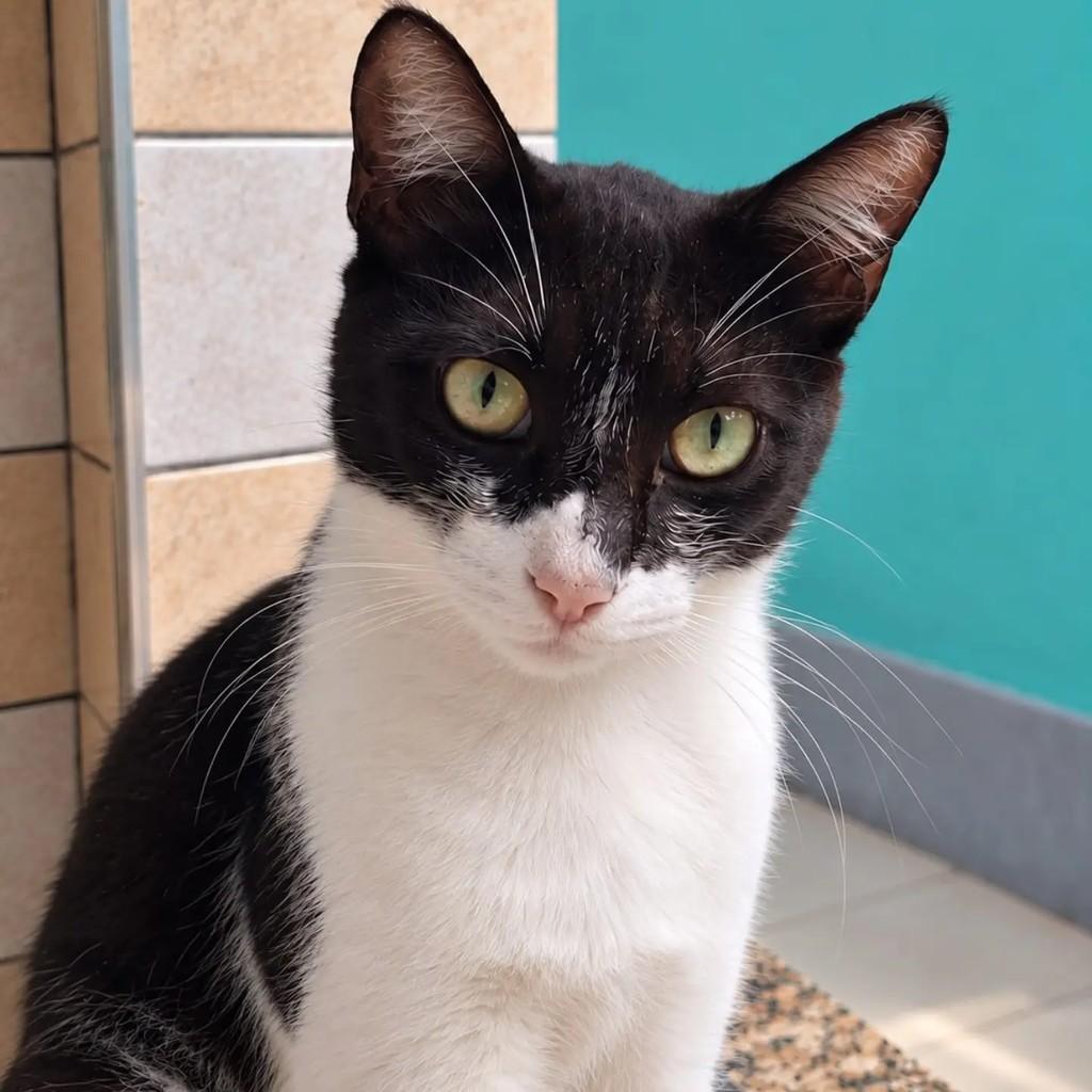 Davi, gato de porte pequeno para adoção em Niterói - RJ — foto 3 de 5