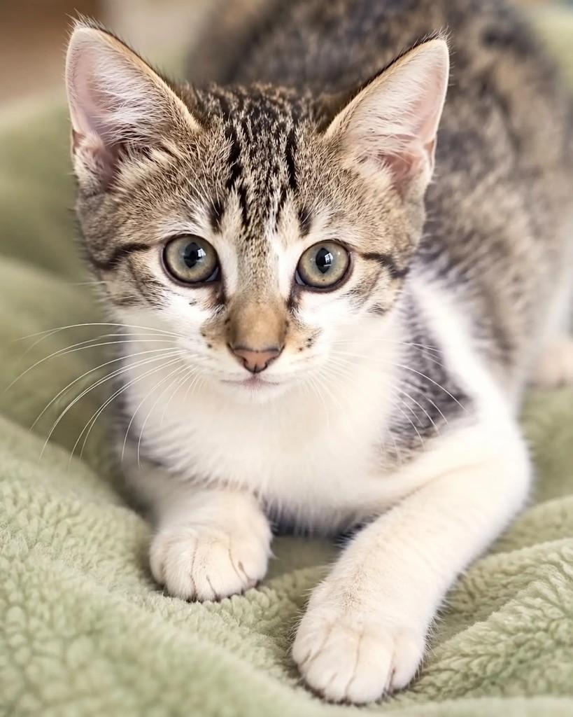 Biscoito, gato de porte pequeno para adoção em Niterói - RJ — foto 2 de 2