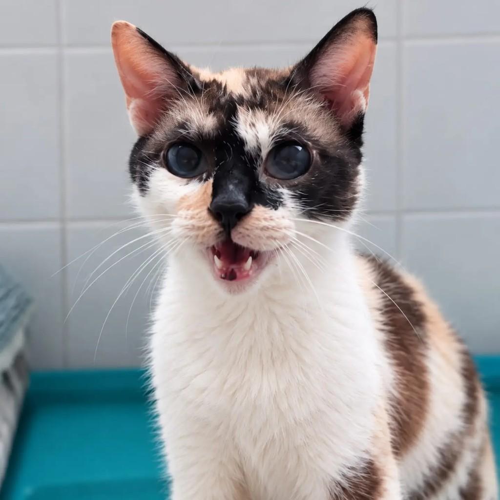KitKat, gata de porte médio para adoção em Niterói - RJ