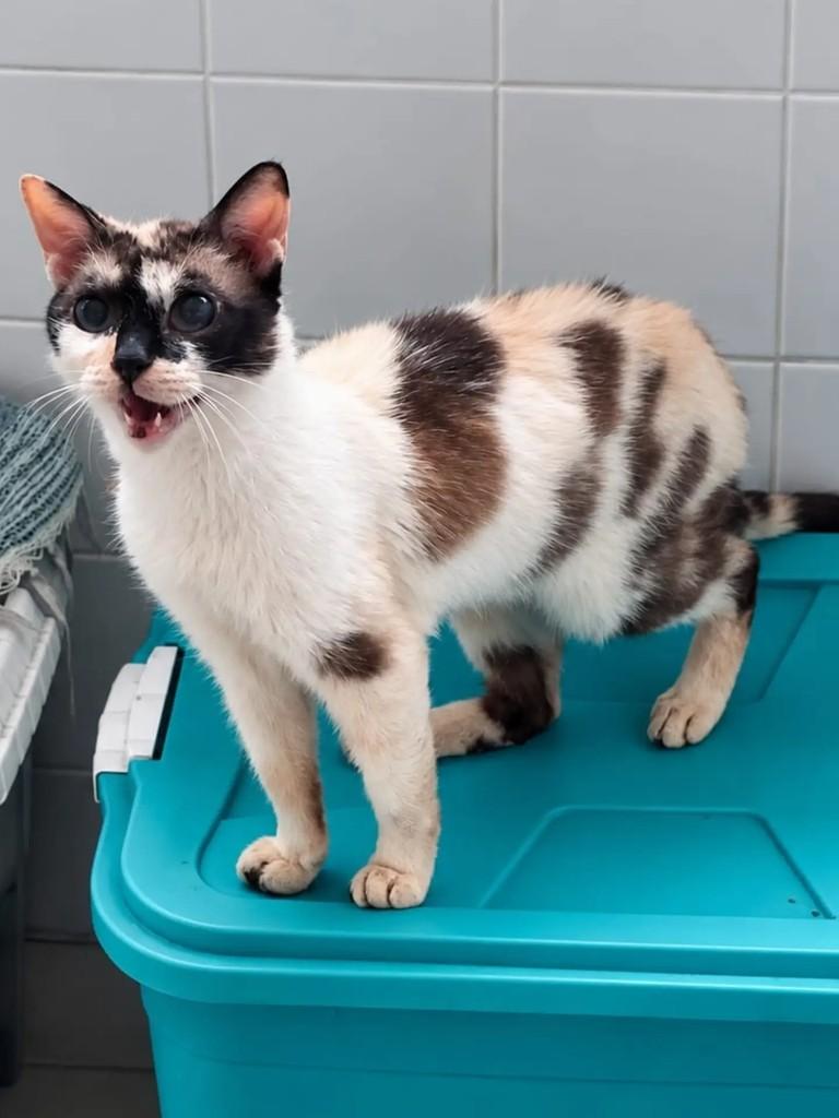 KitKat, gata de porte médio para adoção em Niterói - RJ — foto 3 de 5