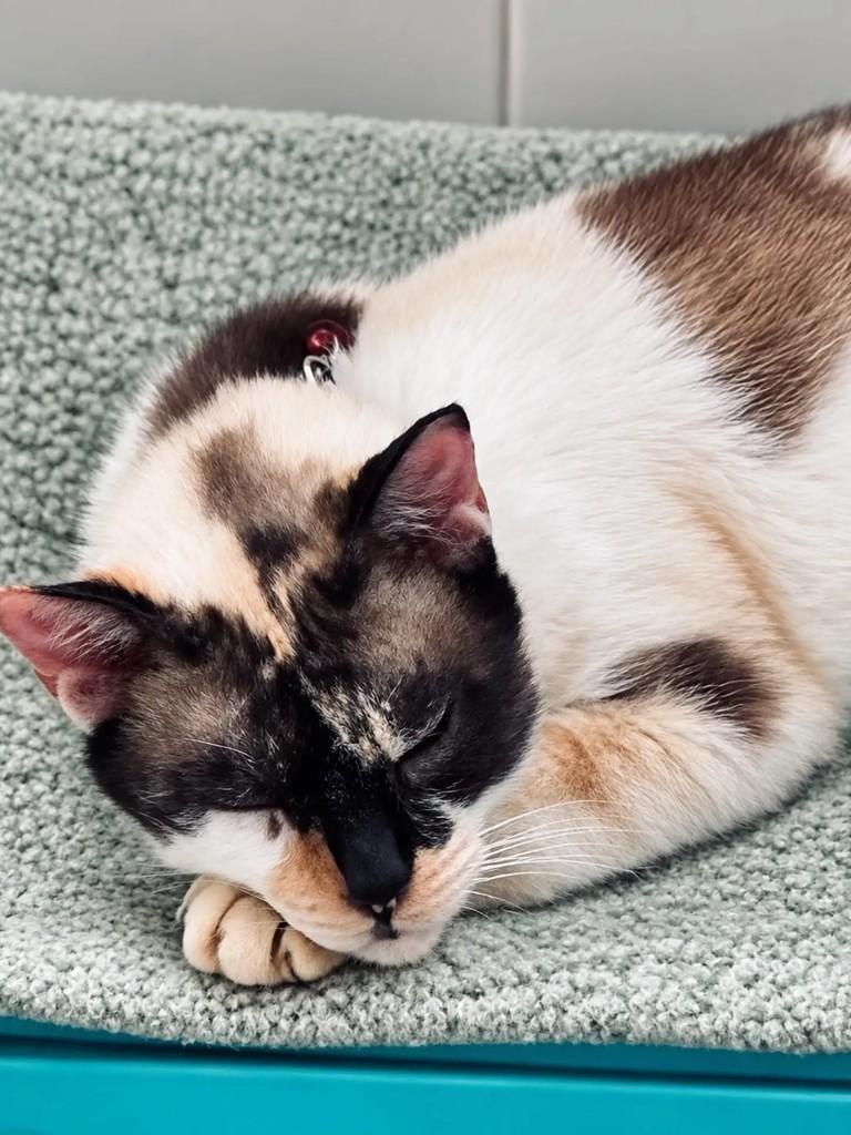 KitKat, gata de porte médio para adoção em Niterói - RJ — foto 4 de 5