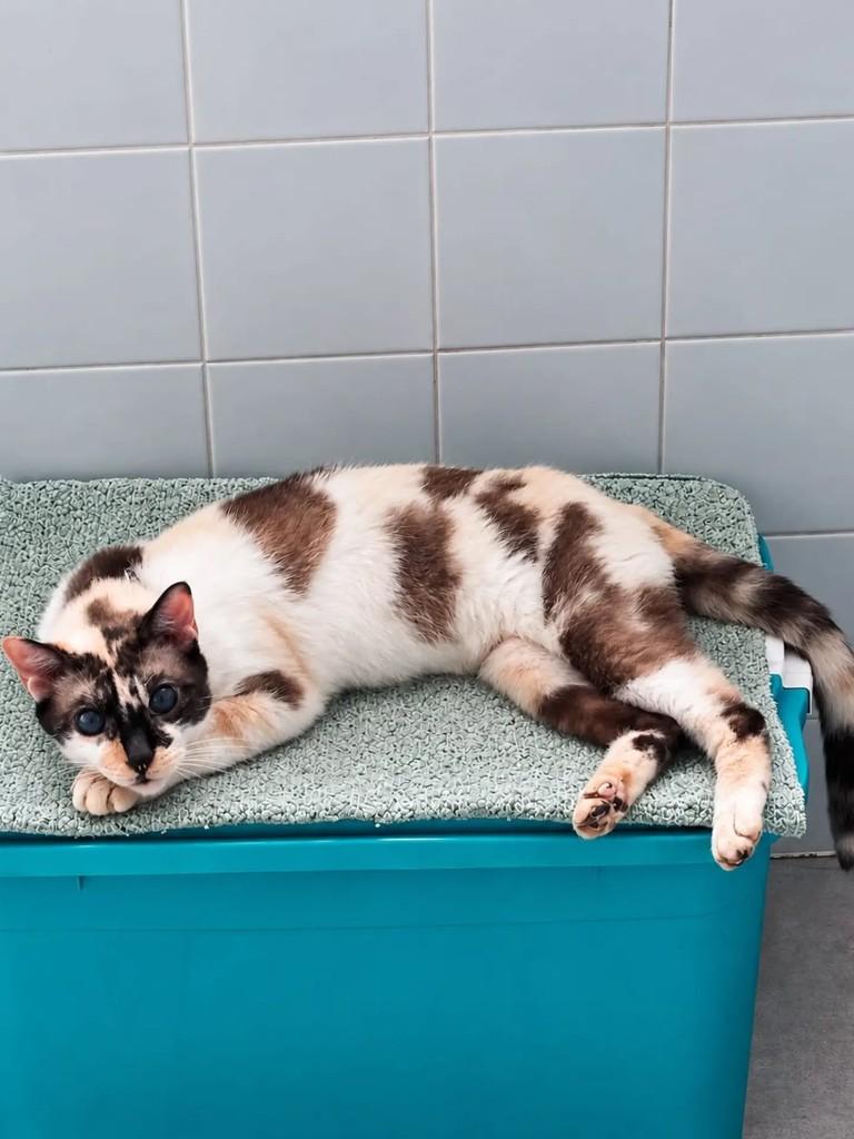KitKat, gata de porte médio para adoção em Niterói - RJ — foto 5 de 5
