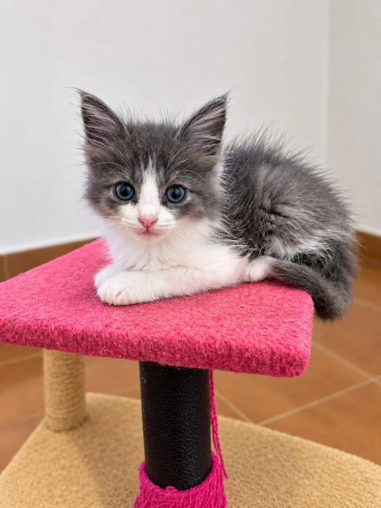 Lily, gata de porte pequeno para adoção em Niterói - RJ — foto 3 de 4
