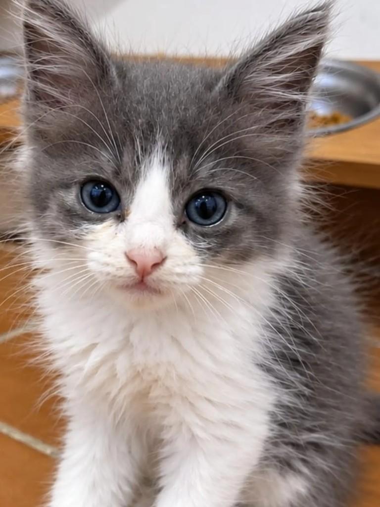 Lily, gata de porte pequeno para adoção em Niterói - RJ — foto 4 de 4