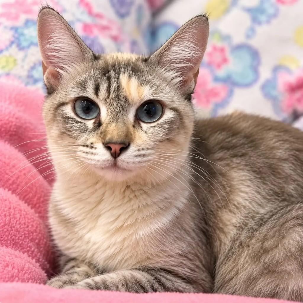 Linda, gata de porte pequeno para adoção em Niterói - RJ