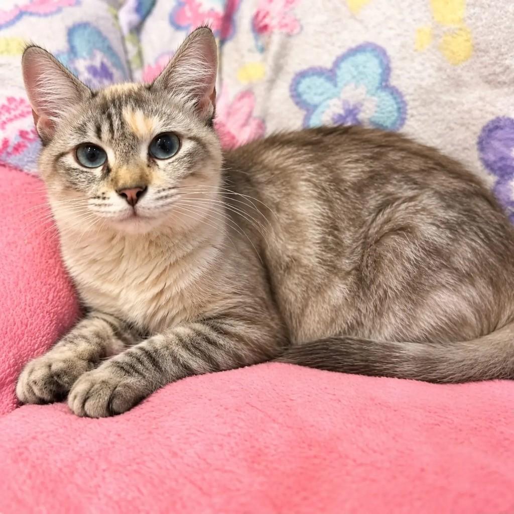 Linda, gata de porte pequeno para adoção em Niterói - RJ — foto 2 de 6