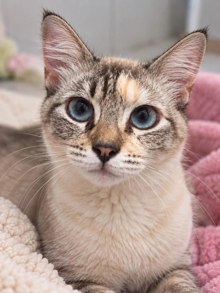 Linda, gata de porte pequeno para adoção em Niterói - RJ — foto 3 de 6