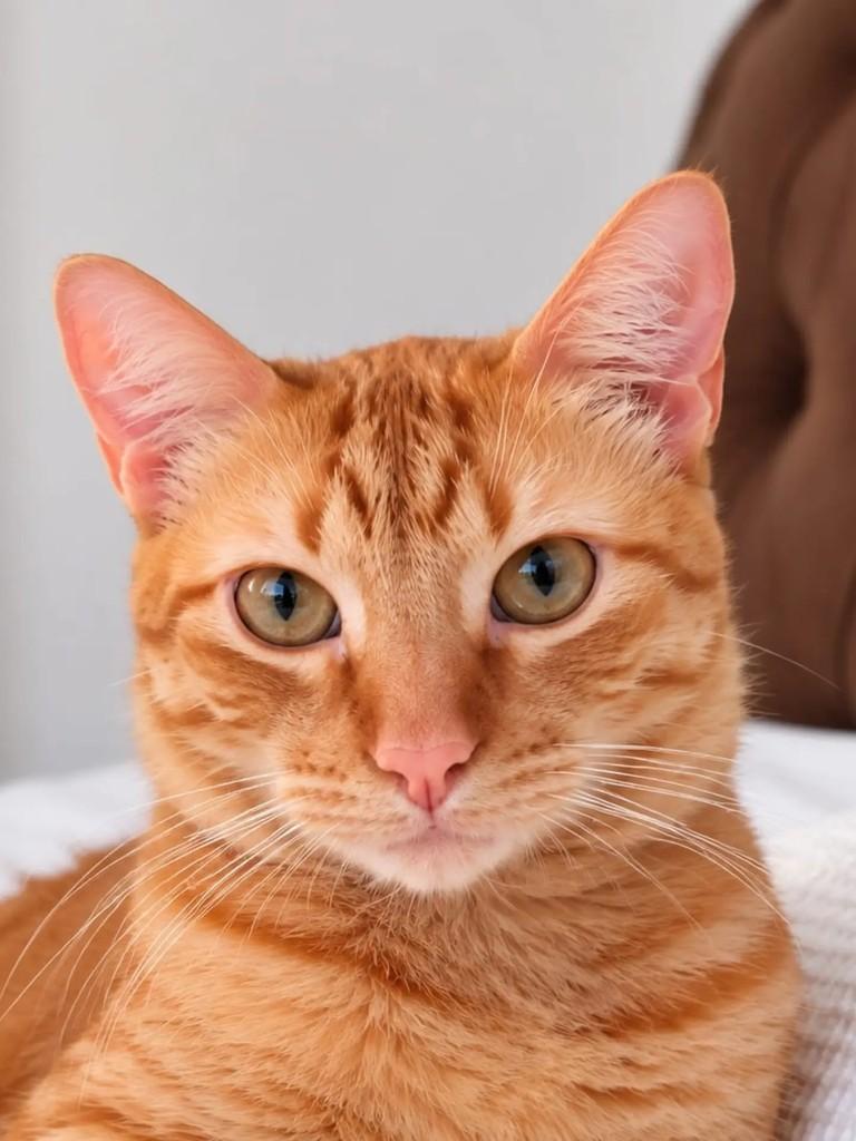 Bernardo, gato de porte médio para adoção em Niterói - RJ — foto 2 de 2