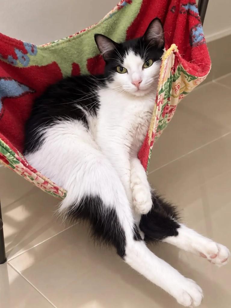 Cléo, gato de porte pequeno para adoção em Niterói - RJ — foto 2 de 3