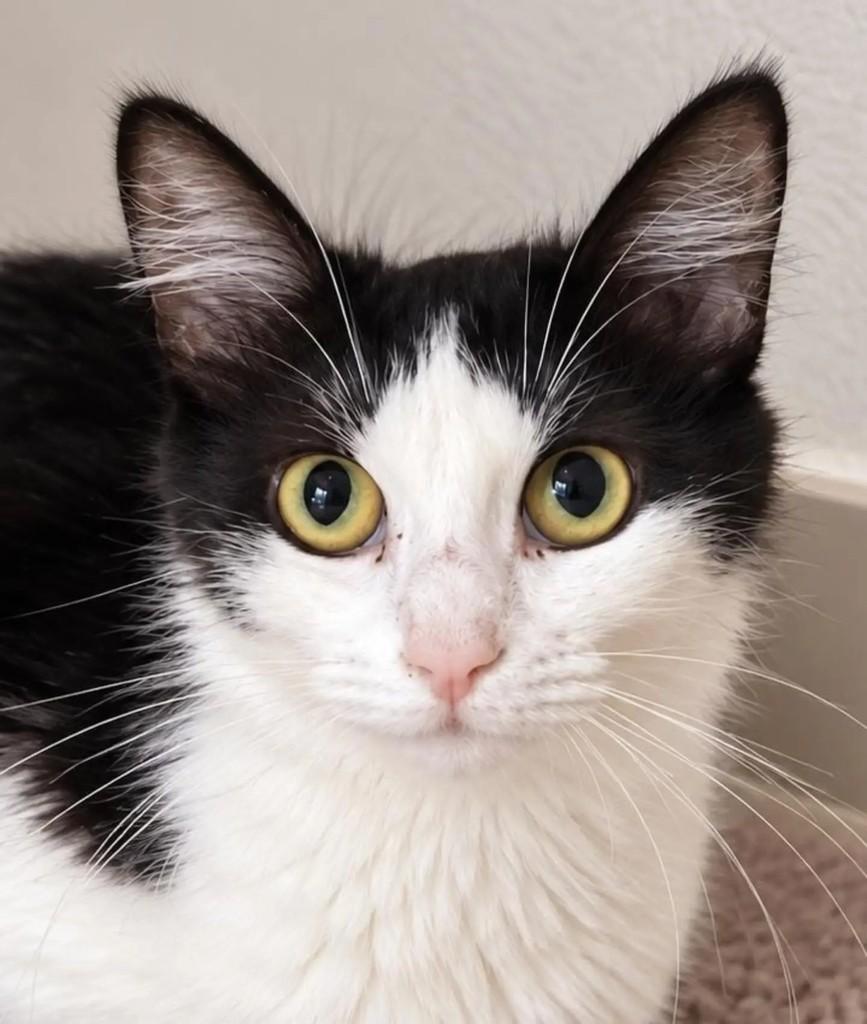 Cléo, gato de porte pequeno para adoção em Niterói - RJ — foto 3 de 3