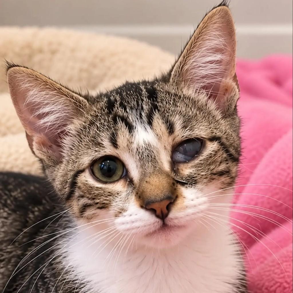 Preciosa, gata de porte pequeno para adoção em Niterói - RJ