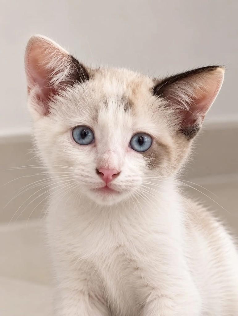 Lucas, gato de porte pequeno para adoção em Niterói - RJ