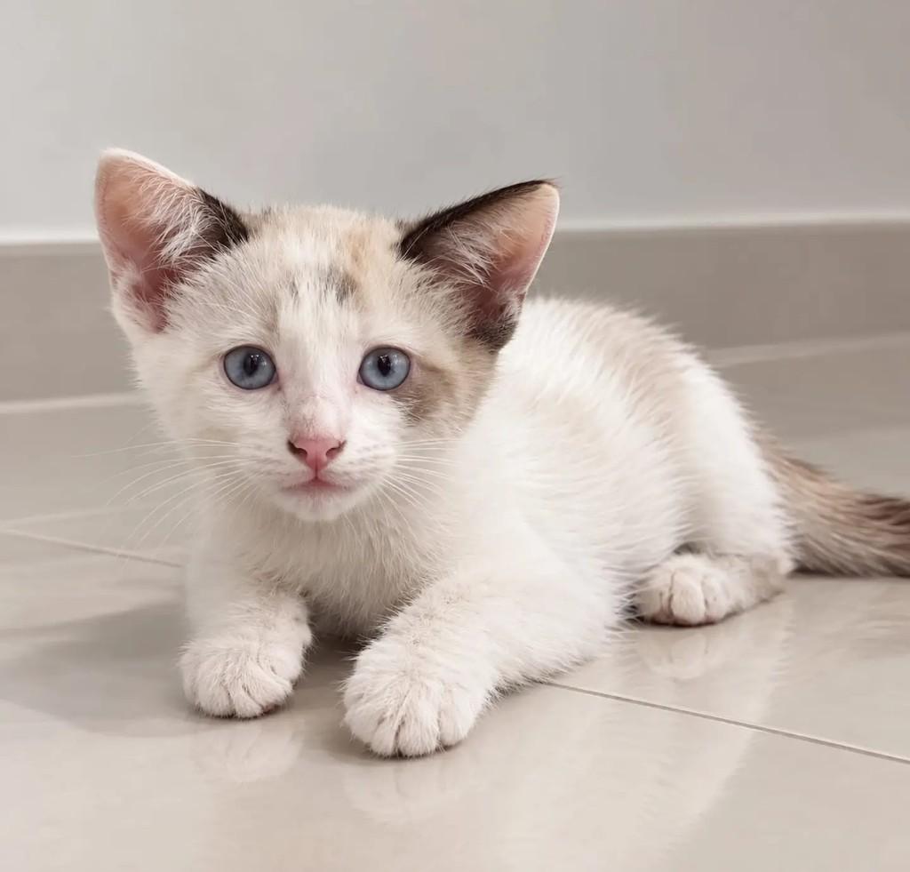Lucas, gato de porte pequeno para adoção em Niterói - RJ — foto 2 de 2