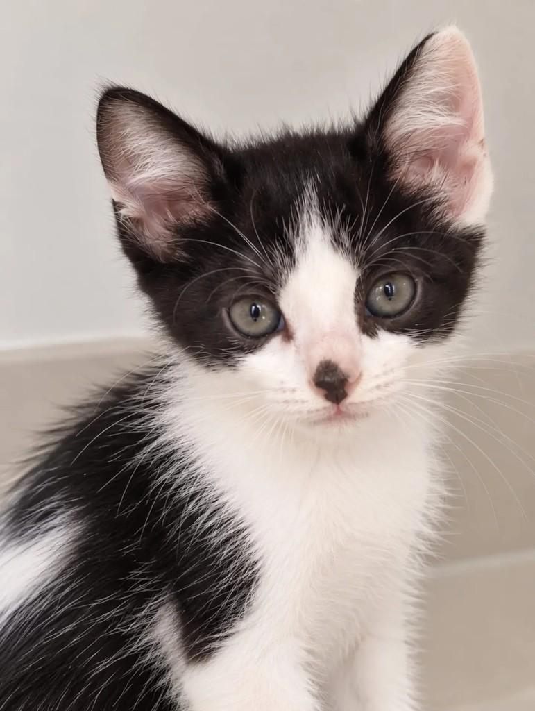 Pingo, gato de porte pequeno para adoção em Niterói - RJ