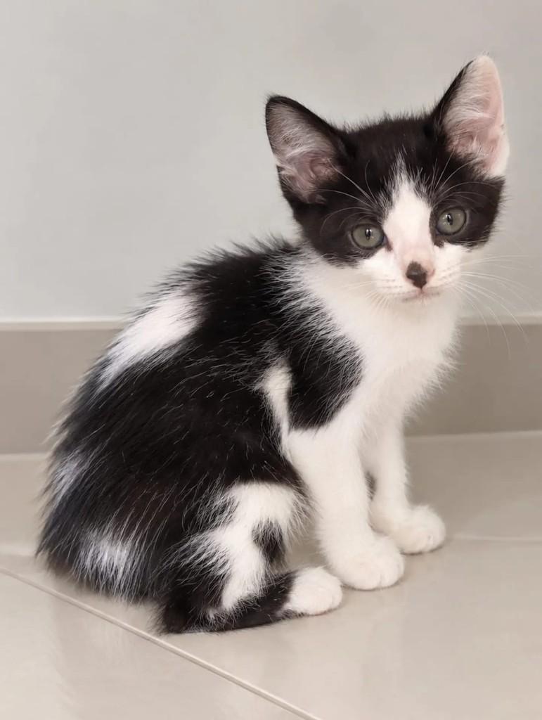 Pingo, gato de porte pequeno para adoção em Niterói - RJ — foto 2 de 2