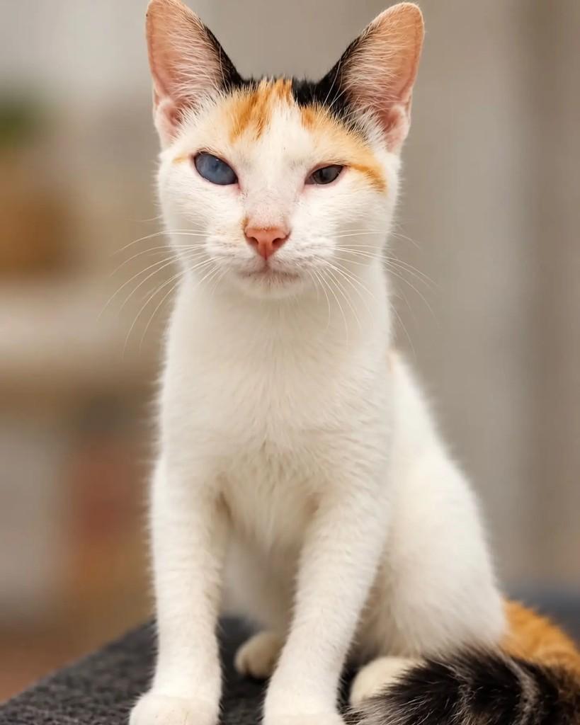 Bia, gata de porte pequeno para adoção em Niterói - RJ