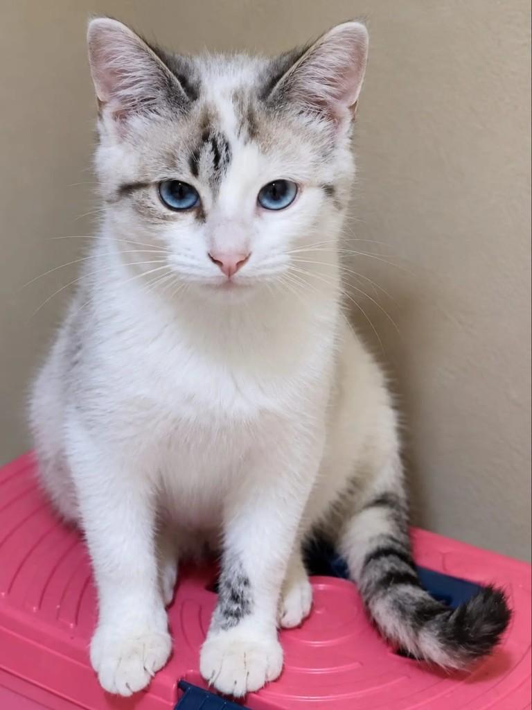 Natasha, gata de porte pequeno para adoção em Rio de Janeiro - RJ
