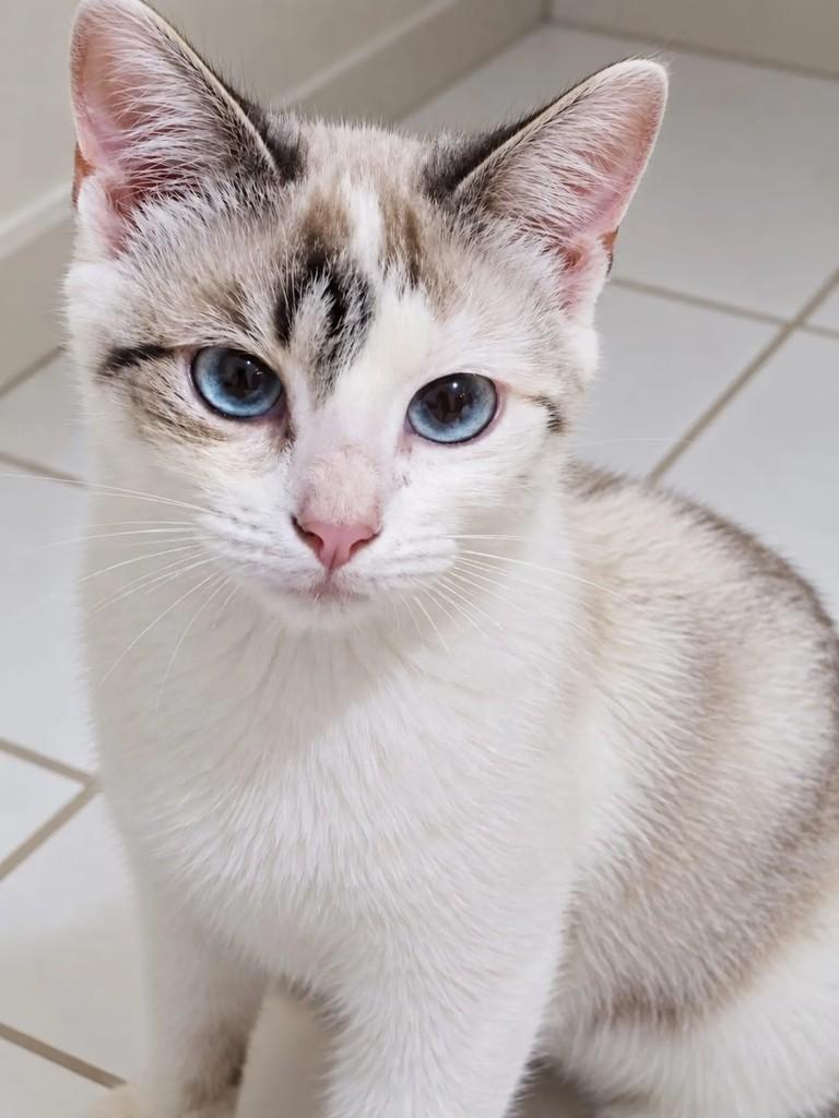Natasha, gata de porte pequeno para adoção em Rio de Janeiro - RJ — foto 2 de 3