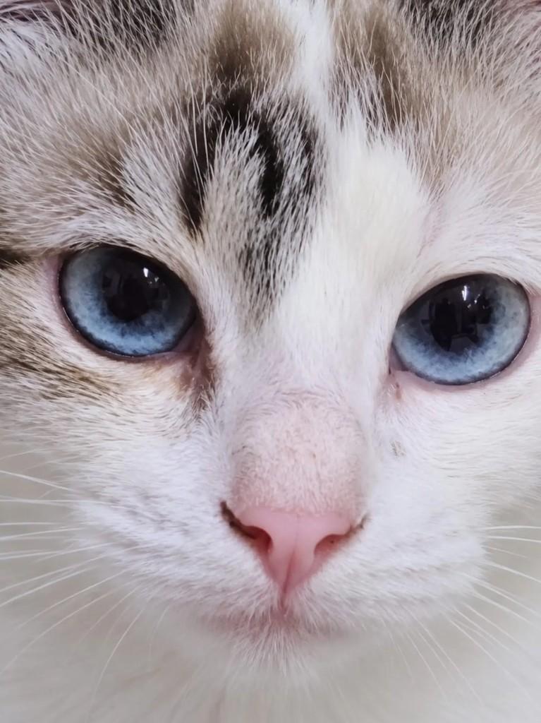 Natasha, gata de porte pequeno para adoção em Rio de Janeiro - RJ — foto 3 de 3