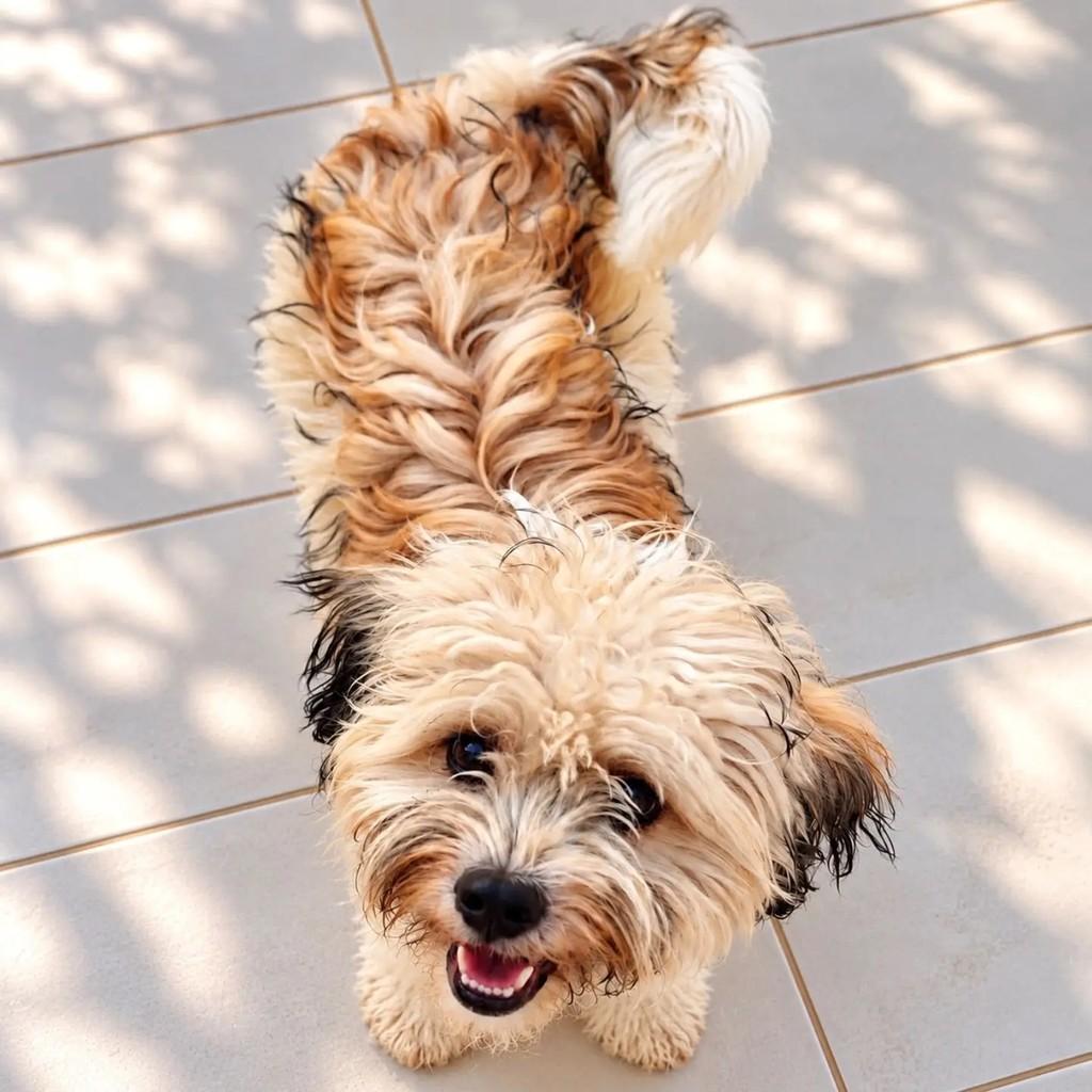 Fred, cachorro de porte pequeno para adoção em Niterói - RJ — foto 3 de 3