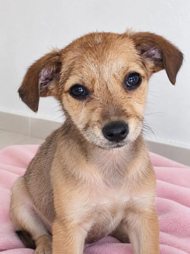 Wendy, cachorro de porte médio para adoção em Niterói - RJ