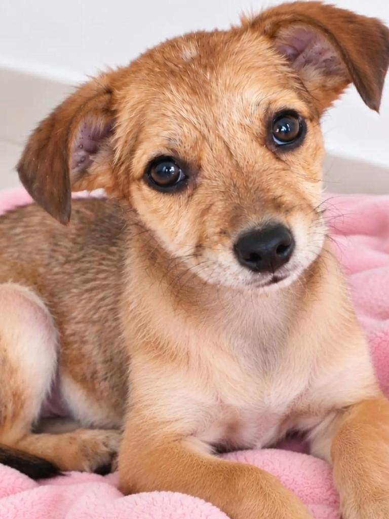 Wendy, cachorro de porte médio para adoção em Niterói - RJ — foto 3 de 3