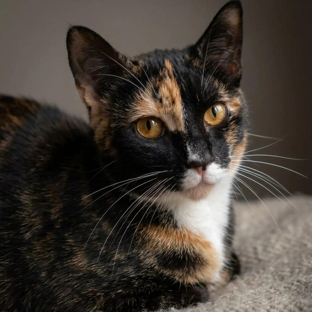 Zuri, gata para adoção em Niterói - RJ — foto 5 de 6