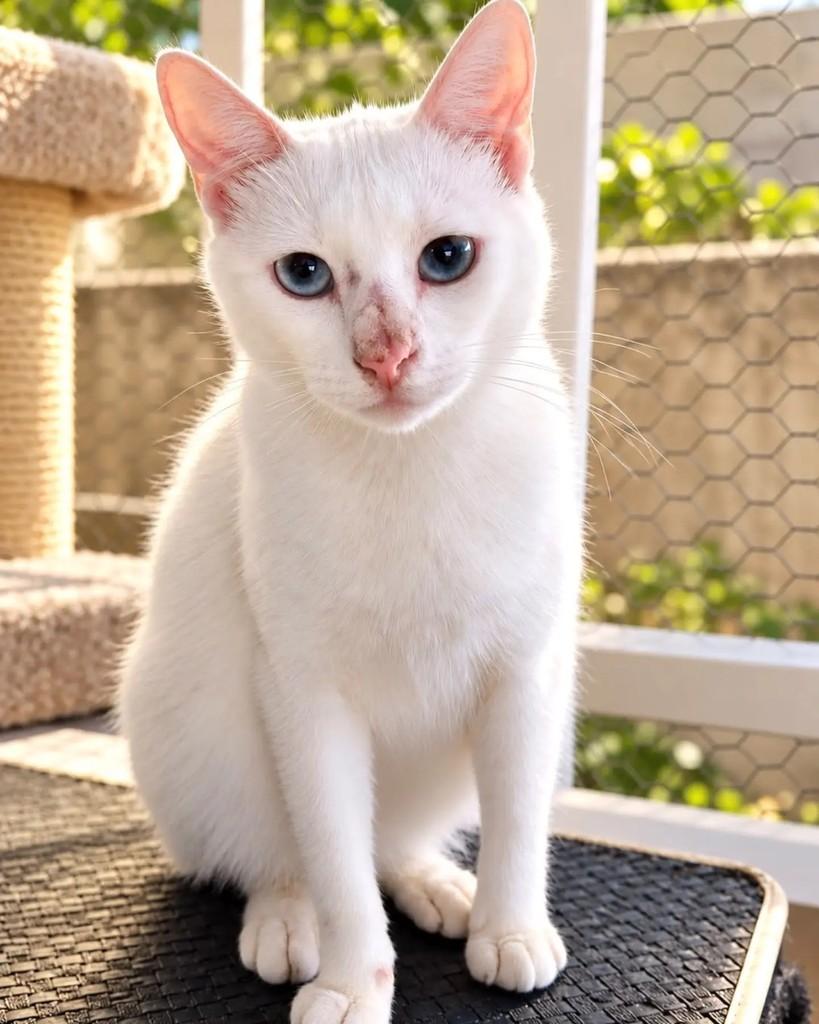 João, gato de porte pequeno para adoção em Niterói - RJ