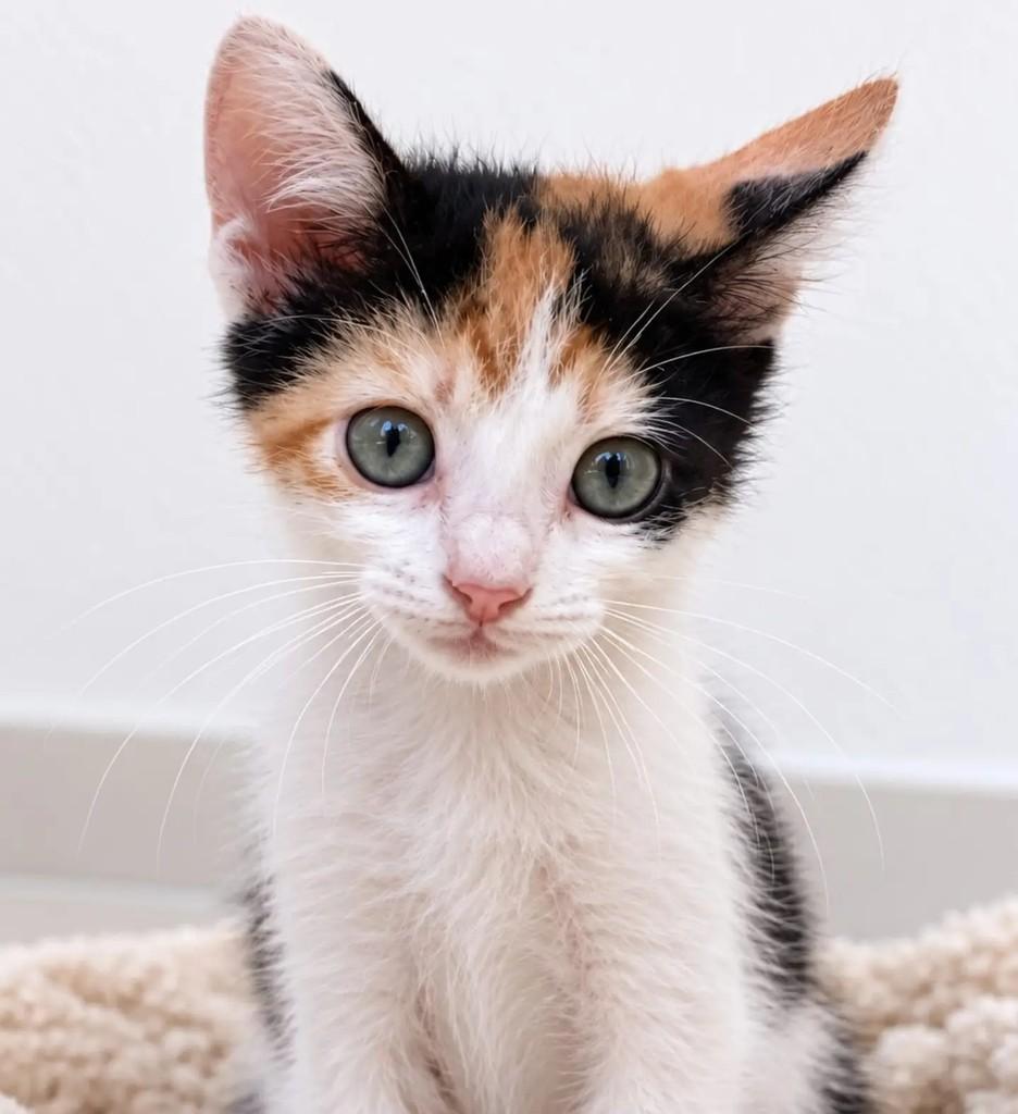 Flora, gata de porte pequeno para adoção em Niterói - RJ