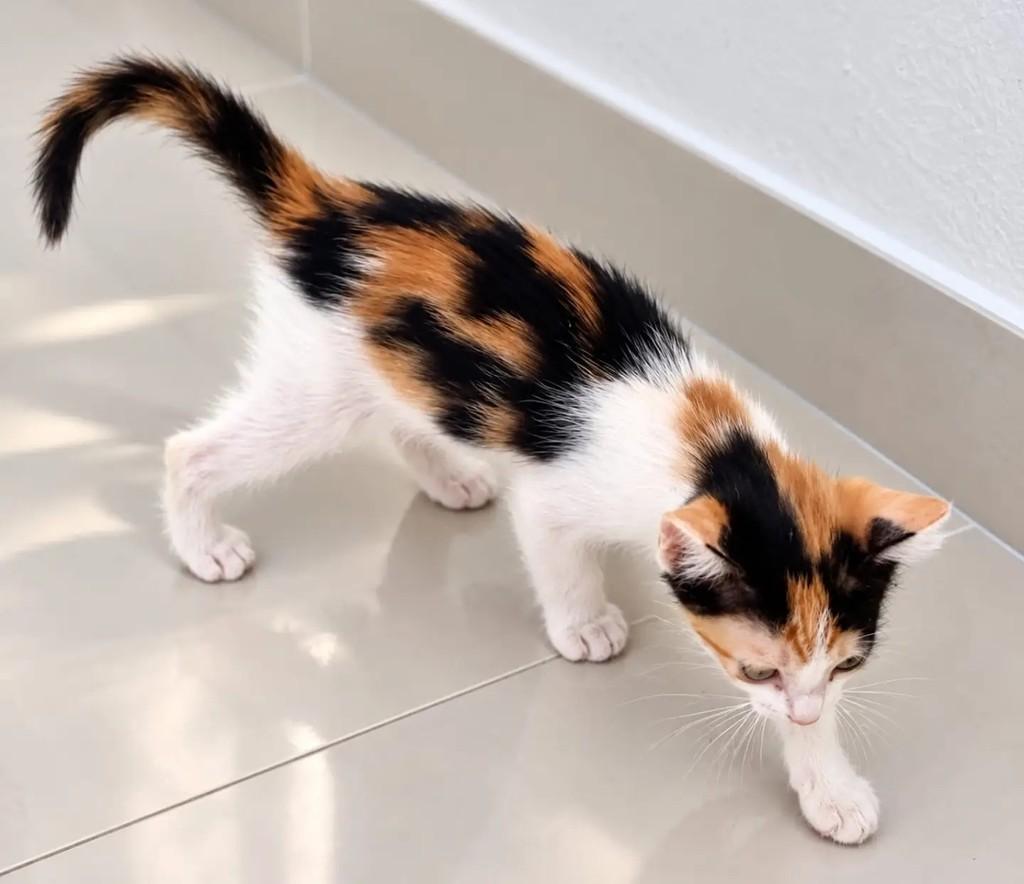 Flora, gata de porte pequeno para adoção em Niterói - RJ — foto 4 de 4