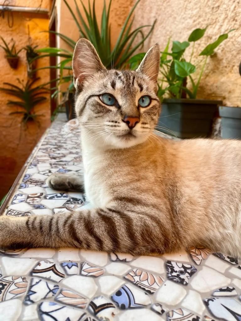 Paçoca, gata de porte pequeno para adoção em Niterói - RJ — foto 4 de 4