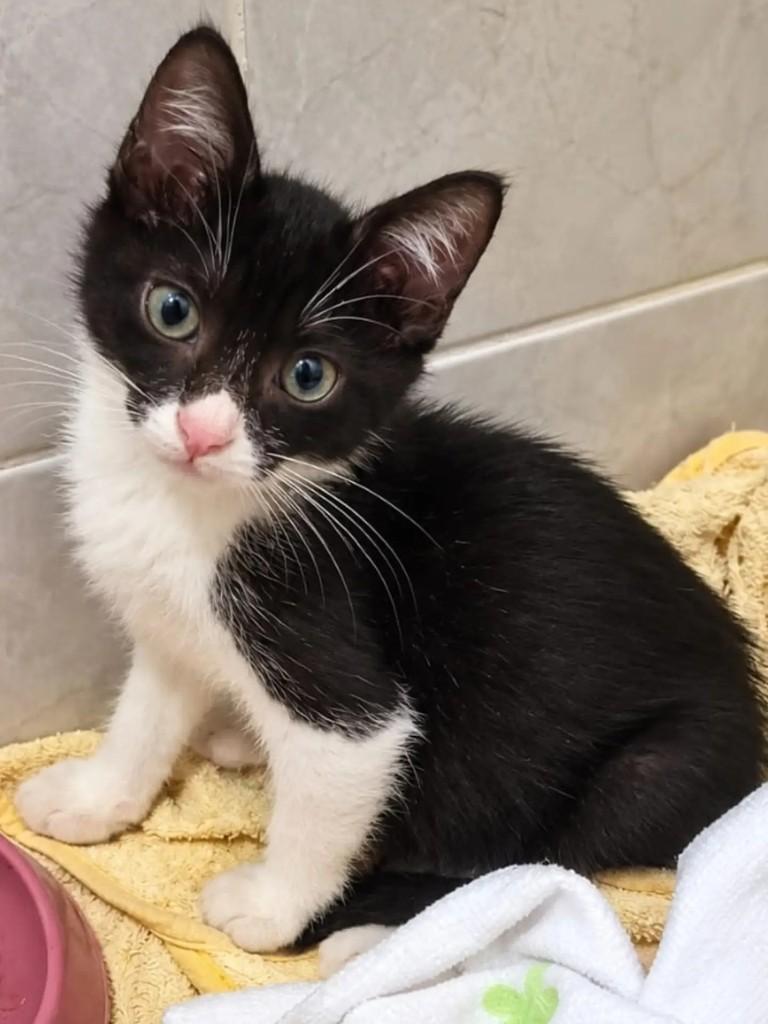 Harry, gato de porte pequeno para adoção em Niterói - RJ