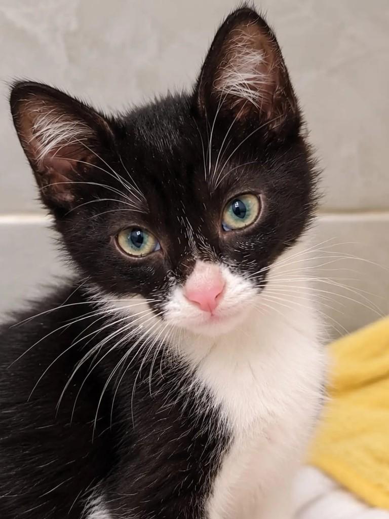 Harry, gato de porte pequeno para adoção em Niterói - RJ — foto 2 de 4